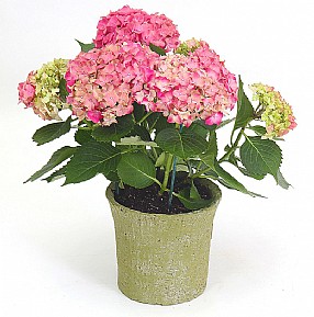 אורטנציה ורודה אורטנציה ורודה